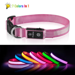 night walk dog collar