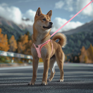 PcEoTllar Dog Harness and Leash Combo, Escape Proof No Pull Vest Harness, Step-in Reflective Adjustable Soft Padded Pet Harness for Small to Large Dogs
