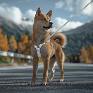 PcEoTllar Dog Harness and Leash Combo, Escape Proof No Pull Vest Harness, Step-in Reflective Adjustable Soft Padded Pet Harness for Small to Large Dogs