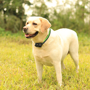 PcEoTllar Ultrasonic Dog Bark Collar, Rechargeable Anti Barking Collar with Beep, Vibration & Ultrasonic for Small Medium Large Dogs (Green)