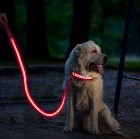 Leash with light hotsell